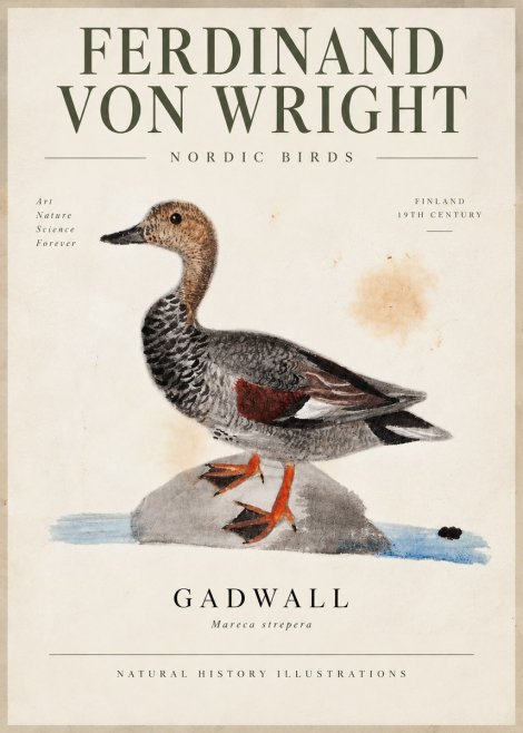 Ferdinand von Wright Duck on a Rock No6 - Poster