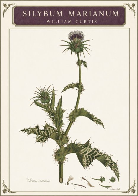 William Curtis Silybum Marianum No3 - Poster