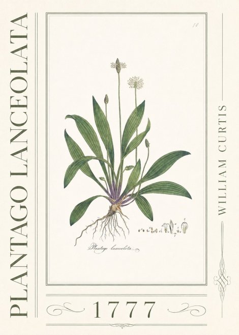 William Curtis Plantago Lanceolata I No3 - Poster