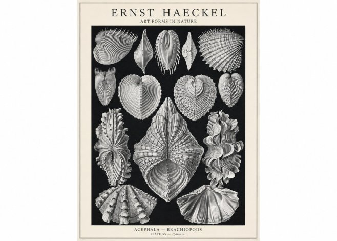 Ernst Haeckel Acephala — Brachiopods Plate 55 — Cytherea. No1 - Poster