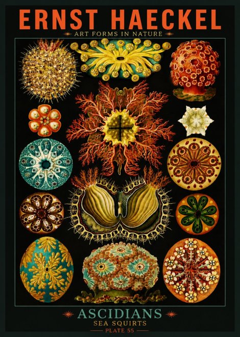 Ernst Haeckel Ascidiae — Sea Squirts No5 - Poster