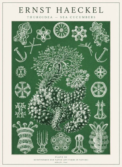 Ernst Haeckel Thuroidea - Sea Organisms No2 - Poster