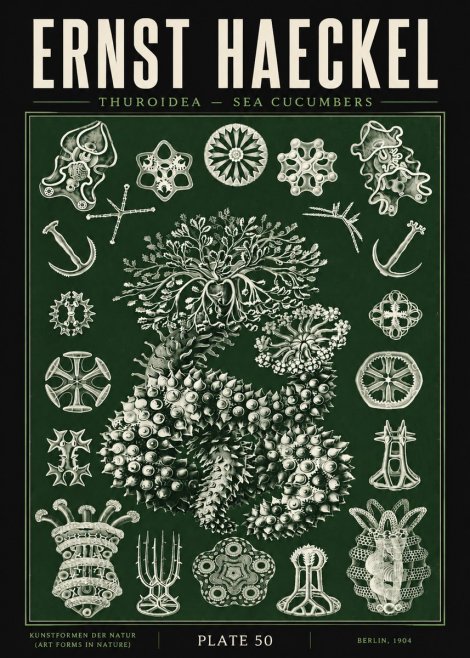 Ernst Haeckel Thuroidea - Sea Organisms No5 - Poster
