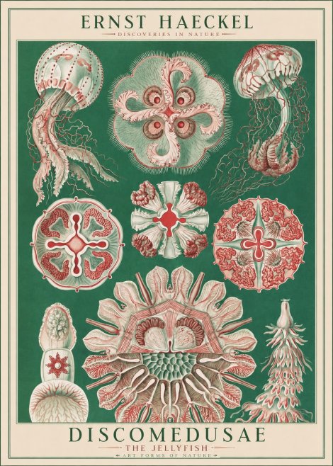 Ernst Haeckel Discomedusae - the Jellyfish No1 - Poster