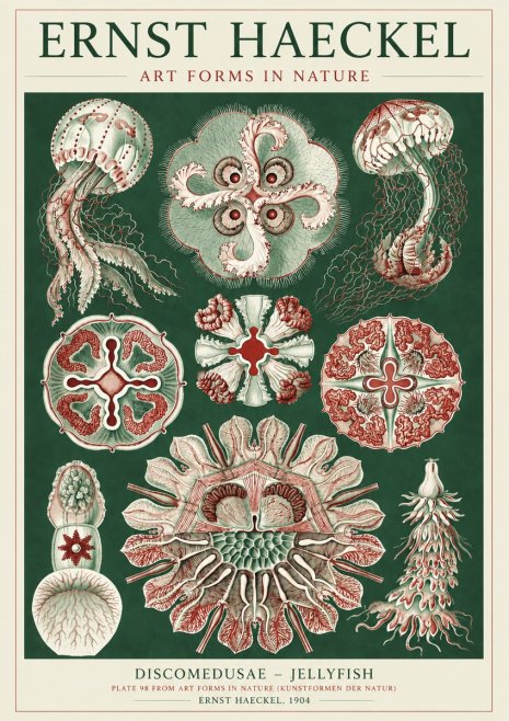 Ernst Haeckel Discomedusae - the Jellyfish No5 - Poster