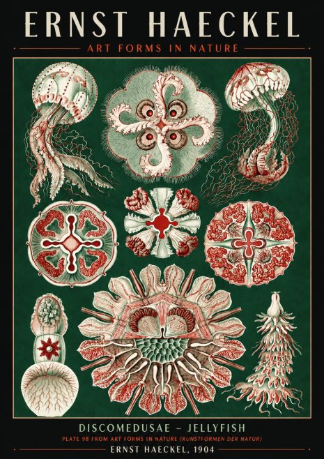 Ernst Haeckel Discomedusae - the Jellyfish No6 - Poster