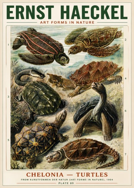 Ernst Haeckel Chelonia - Turtles No4 - Poster