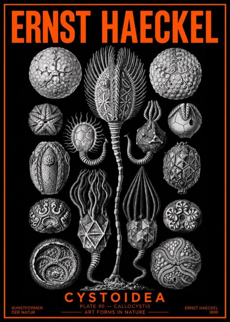 Ernst Haeckel Cystoidea - Callocystis No2 - Poster