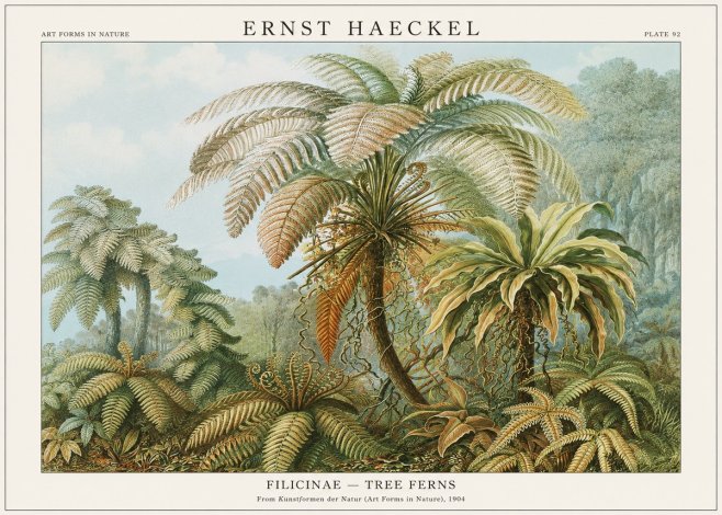 Ernst Haeckel Filicinae – Tree Ferns No1 - Poster