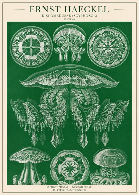 Ernst Haeckel Discomedusae (Scyphozoa) Plate 88 No1 - Poster