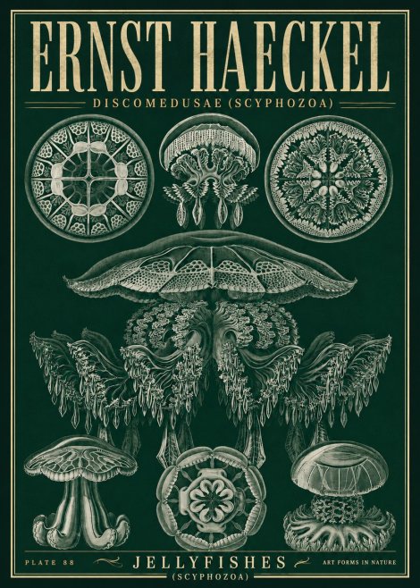Ernst Haeckel Discomedusae (Scyphozoa) Plate 88 No5 - Poster