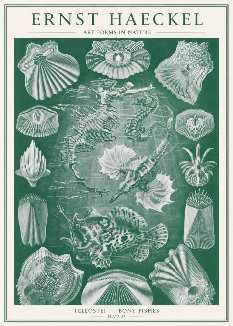 Ernst Haeckel Teleostei - Bony Fishes No2 - Poster