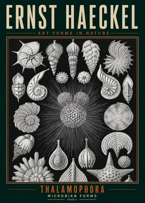 Ernst Haeckel Thalamophora - Microbian Forms - Plate 2 No3 - Poster