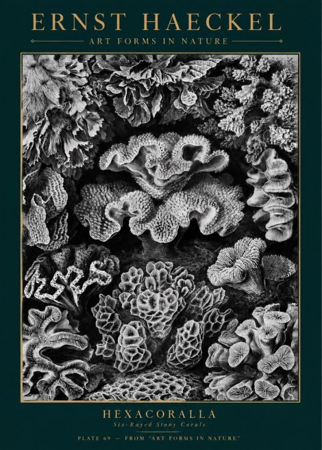 Ernst Haeckel Hexacorallia No5 - Poster