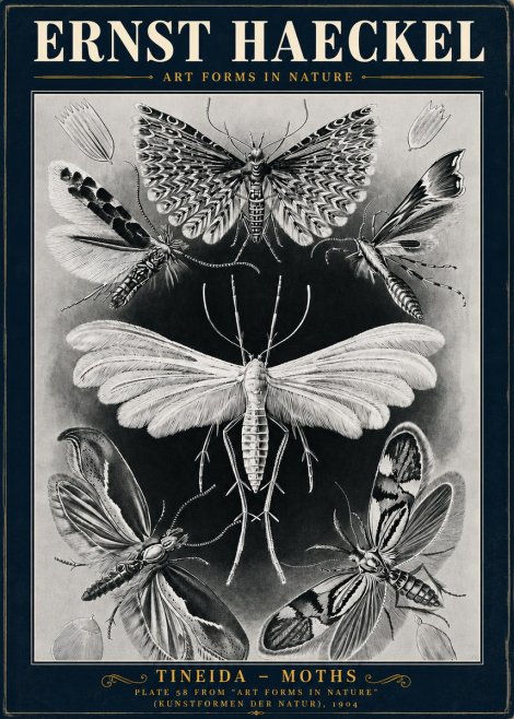 Ernst Haeckel Tineida - Moths No5 - Poster
