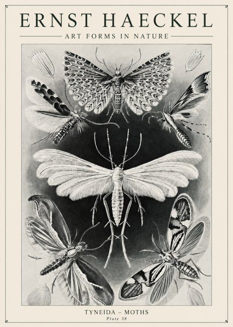 Ernst Haeckel Tineida - Moths No6 - Poster