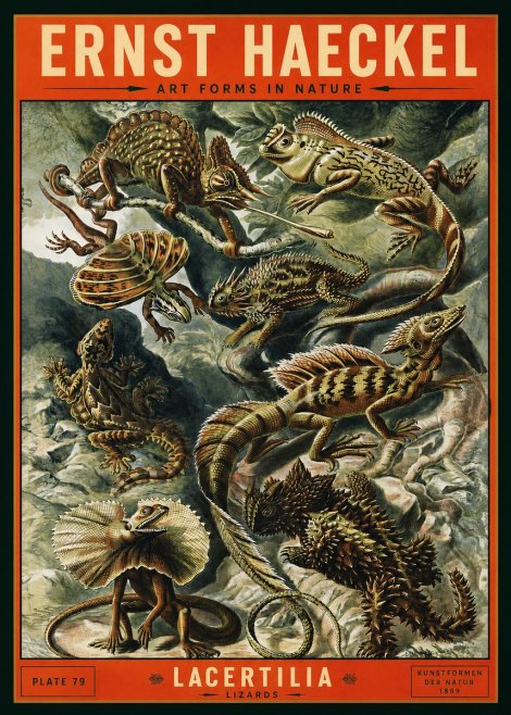 Ernst Haeckel Lacertilia Lizards No2 - Poster