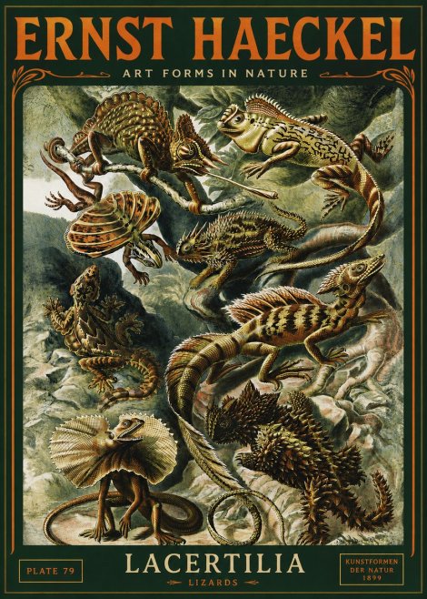 Ernst Haeckel Lacertilia Lizards No4 - Poster