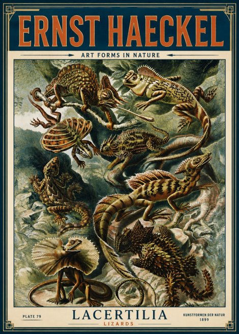 Ernst Haeckel Lacertilia Lizards No6 - Poster