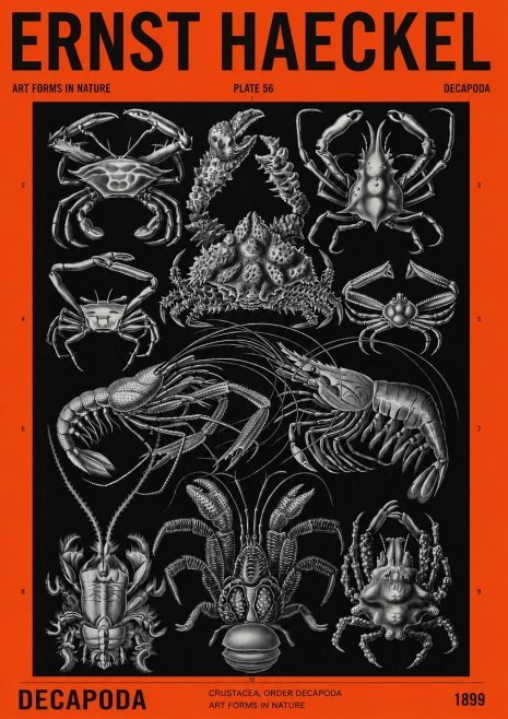 Ernst Haeckel Decapoda Brachyura and Macrura Plate 86 No4 - Poster