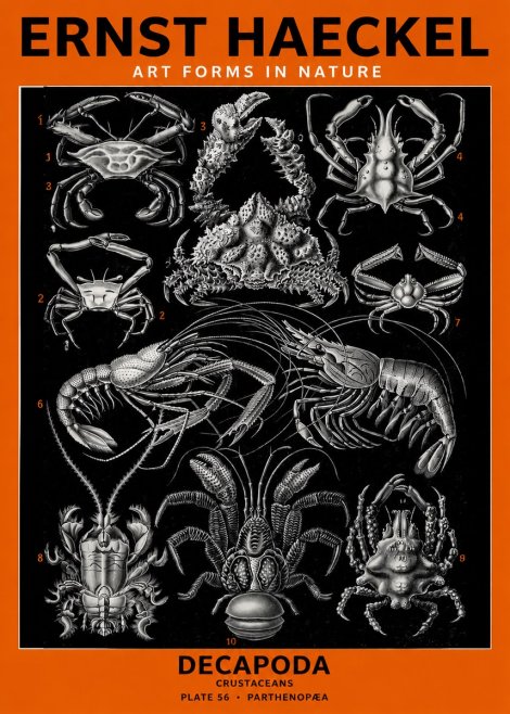 Ernst Haeckel Decapoda Brachyura and Macrura Plate 86 No6 - Poster