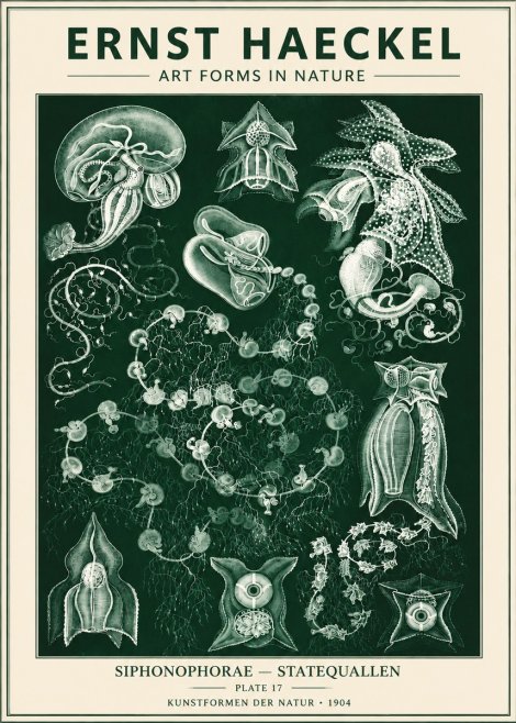 Ernst Haeckel Siphonophorae. — Statequallen. Plate 17 No6 - Poster