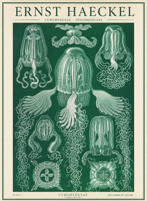 Ernst Haeckel Cubomedusae No2 - Poster