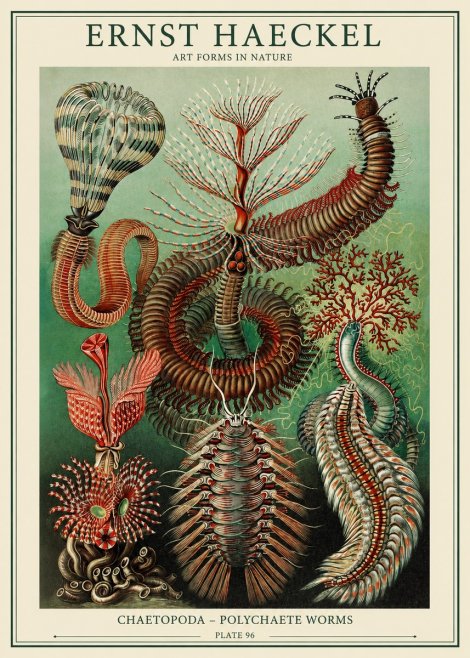 Ernst Haeckel Chaetopoda – Polychaete Worms No1 - Poster