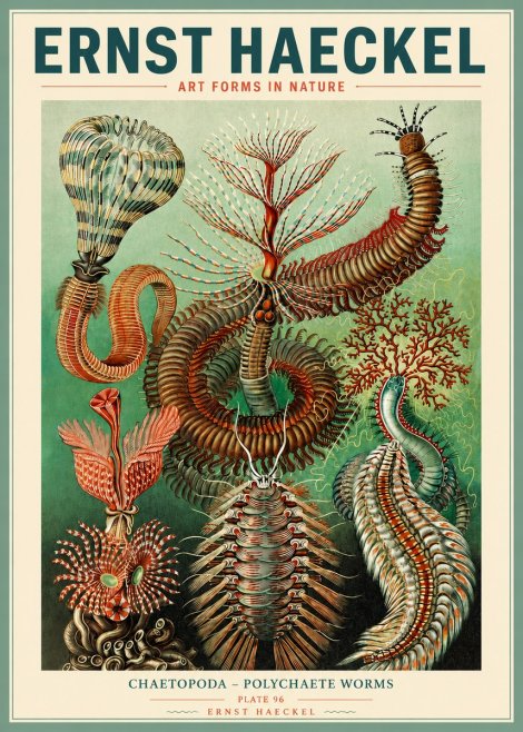 Ernst Haeckel Chaetopoda – Polychaete Worms No3 - Poster