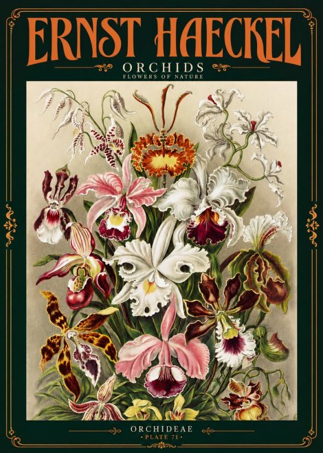 Ernst Haeckel Orchids No4 - Poster