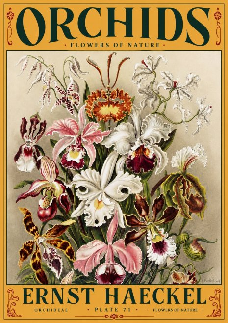 Ernst Haeckel Orchids No5 - Poster