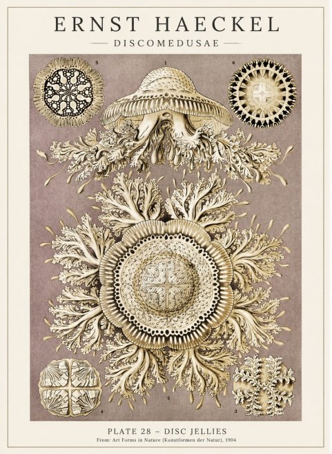 Ernst Haeckel Discomedusae No5 - Poster