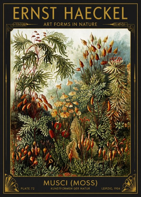 Ernst Haeckel Musci (Moss) No4 - Poster