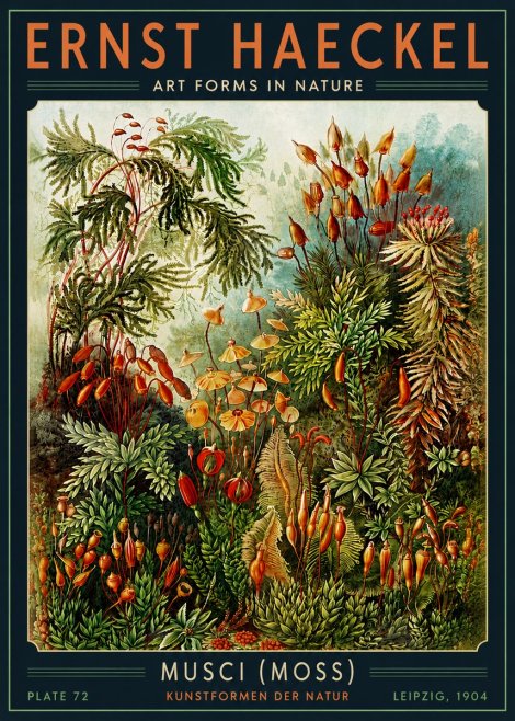 Ernst Haeckel Musci (Moss) No5 - Poster