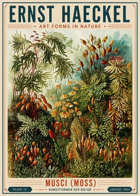 Ernst Haeckel Musci (Moss) No6 - Poster