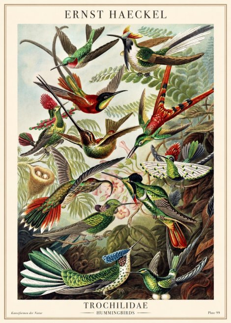 Ernst Haeckel Trochilidae - Hummingbirds No1 - Poster