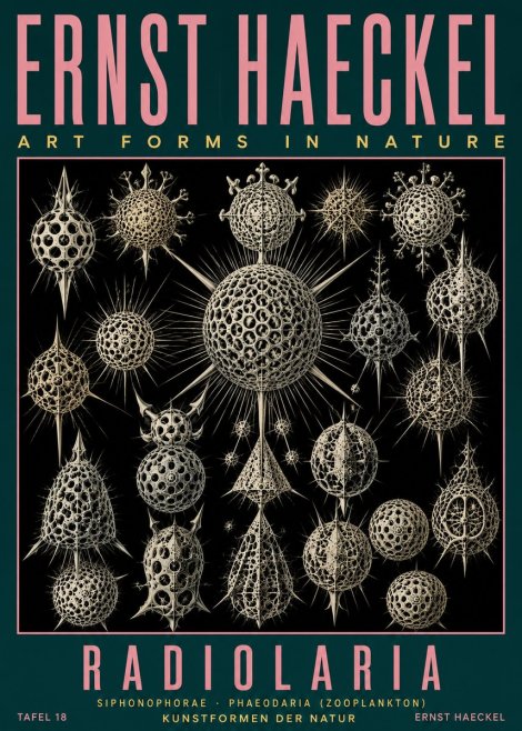 Ernst Haeckel Radiolaria No5 - Poster