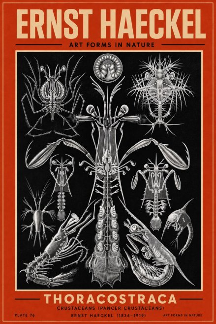 Ernst Haeckel Thoraocostraca - Crustaceans - Plate 76 No3 - Poster