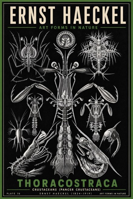 Ernst Haeckel Thoraocostraca - Crustaceans - Plate 76 No6 - Poster