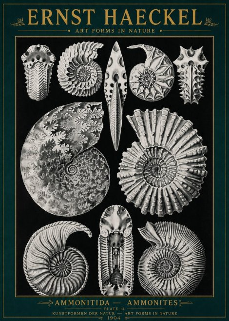 Ernst Haeckel Ammonitida - Ammonites No4 - Poster