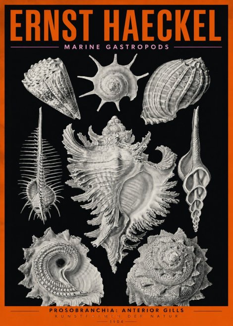 Ernst Haeckel Prosobranchia - Marine Gastropods No2 - Poster