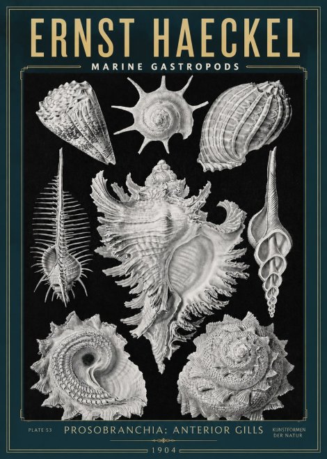 Ernst Haeckel Prosobranchia - Marine Gastropods No3 - Poster