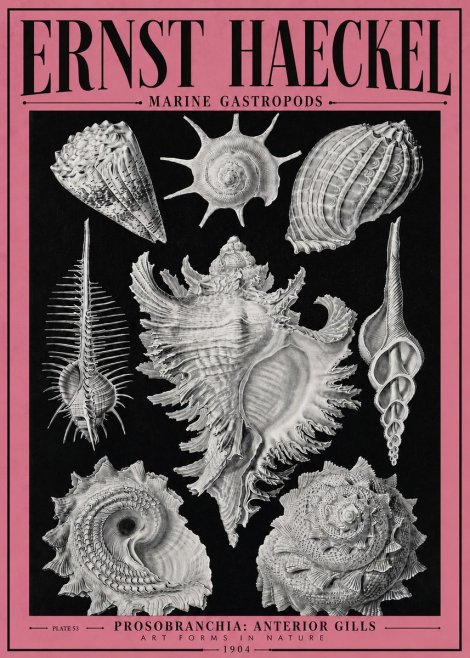 Ernst Haeckel Prosobranchia - Marine Gastropods No4 - Poster