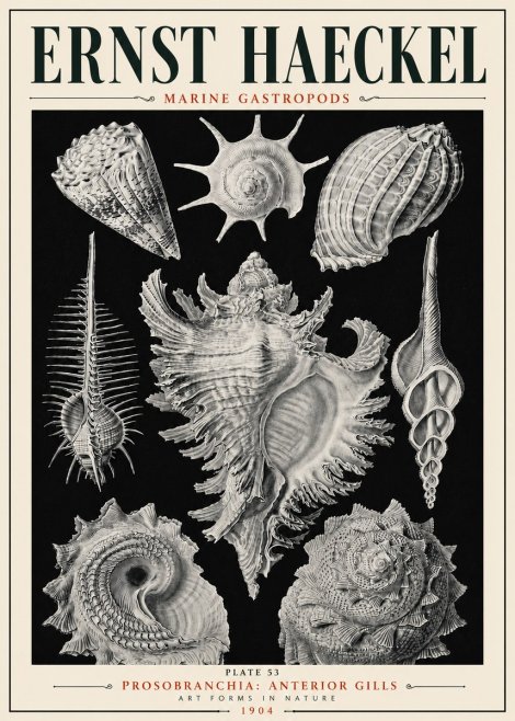 Ernst Haeckel Prosobranchia - Marine Gastropods No6 - Poster