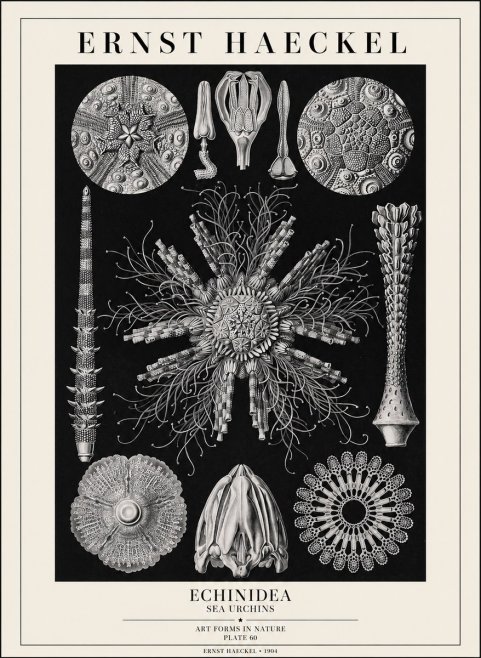 Ernst Haeckel Echinidea Sea Urchins No1 - Poster