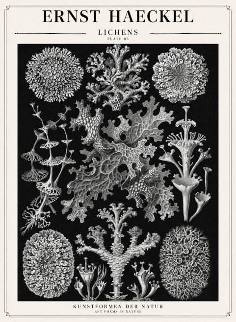 Ernst Haeckel Lichens - Plate 83 No1 - Poster