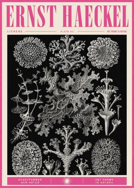 Ernst Haeckel Lichens - Plate 83 No5 - Poster