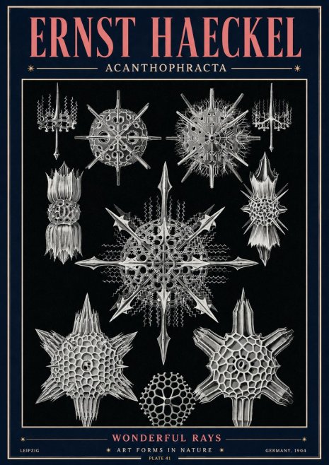 Ernst Haeckel Acanthophracta - Wonderful Rays No4 - Poster
