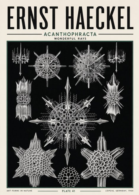 Ernst Haeckel Acanthophracta - Wonderful Rays No5 - Poster