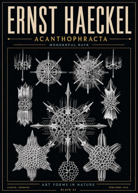 Ernst Haeckel Acanthophracta - Wonderful Rays No6 - Poster